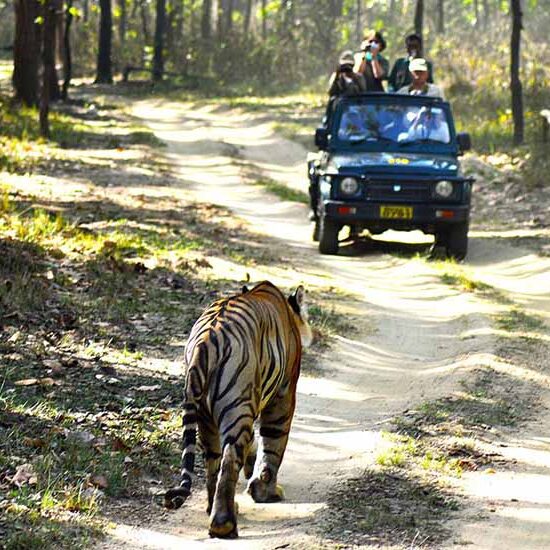 Jim Corbett: The Ultimate Jeep Safari Adventure