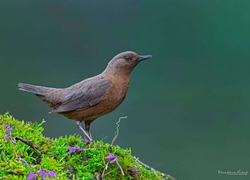 Sattal Birding Package